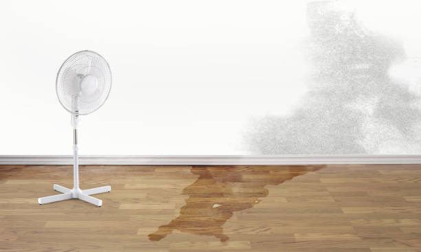 Best Ceiling water damage repair  in Plattsmouth, NE